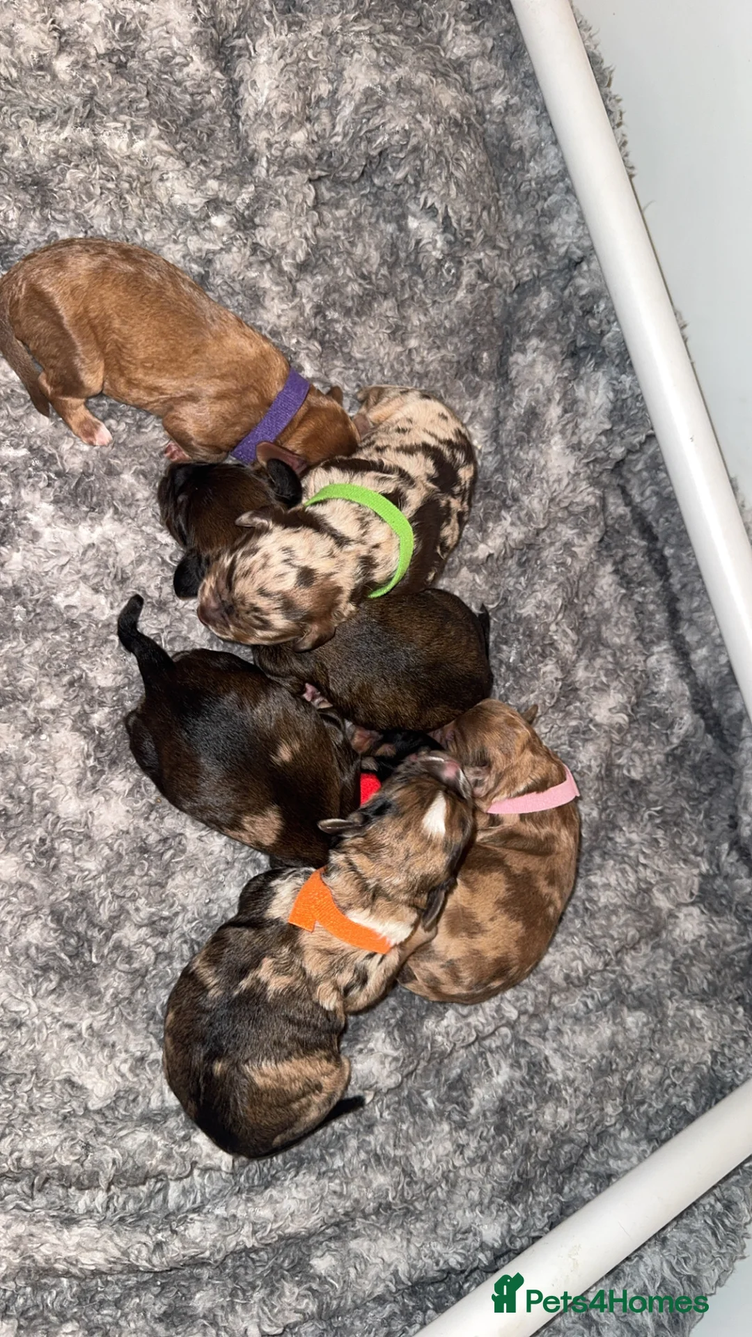 Cockapoo dogs for sale: F1 merle Cockapoo puppies  in Morpeth - Advert 2