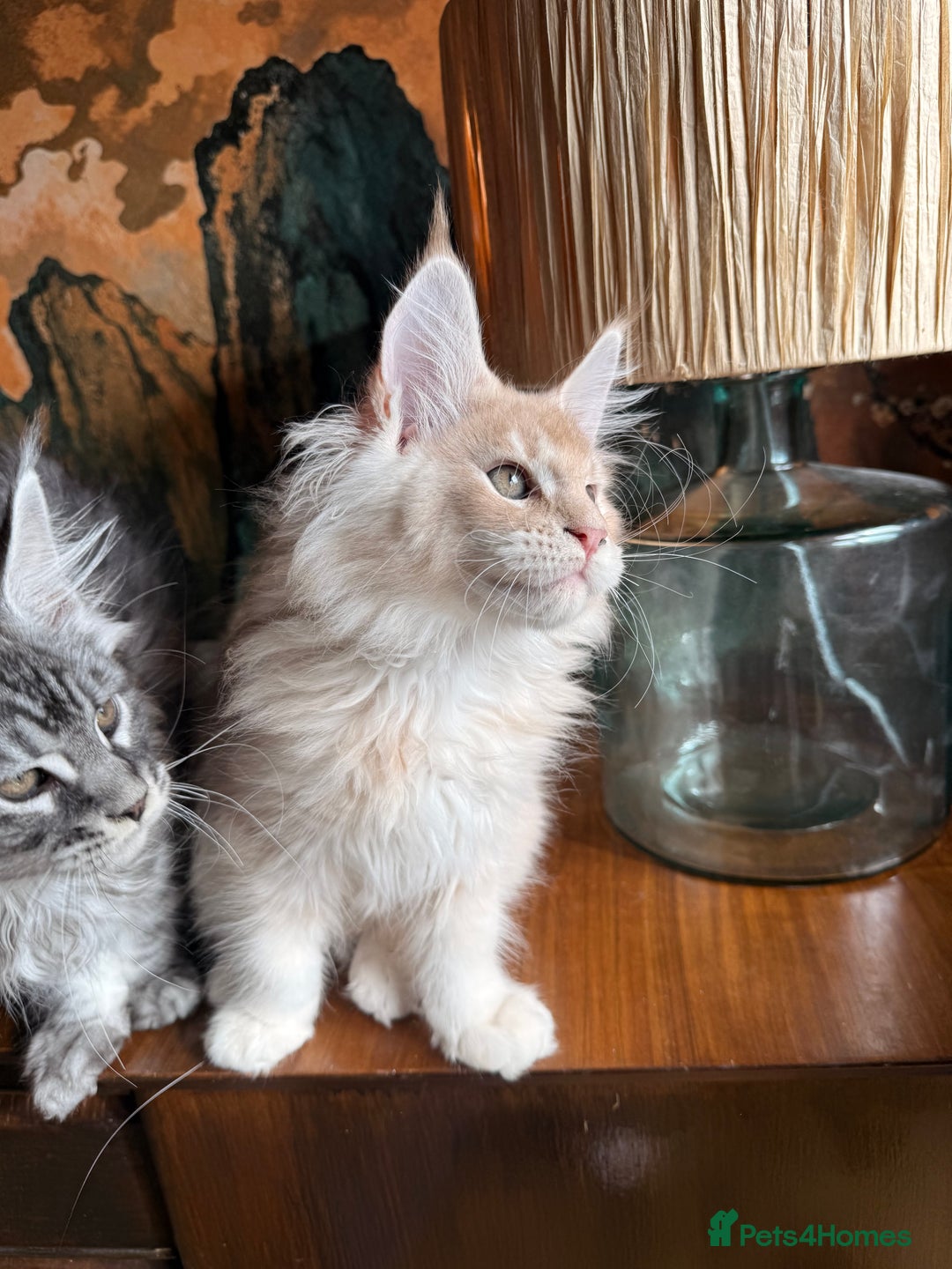Maine Coon cats for sale: Tica registered Maine Coons from champion lines  - Image 13