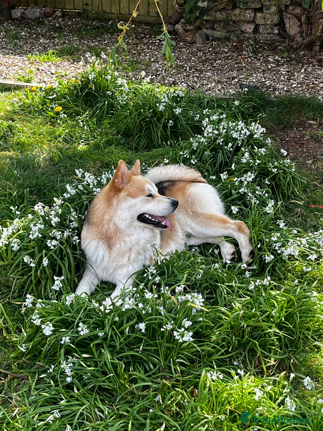 Mixed Breed dogs for stud: Loki -stud only  - Advert 5