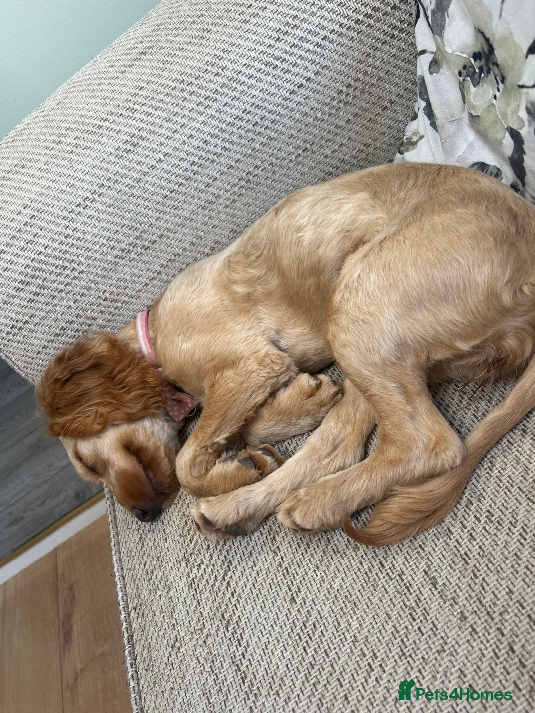 Cockapoo dogs for sale: 1 year old cockapoo female - Image 6