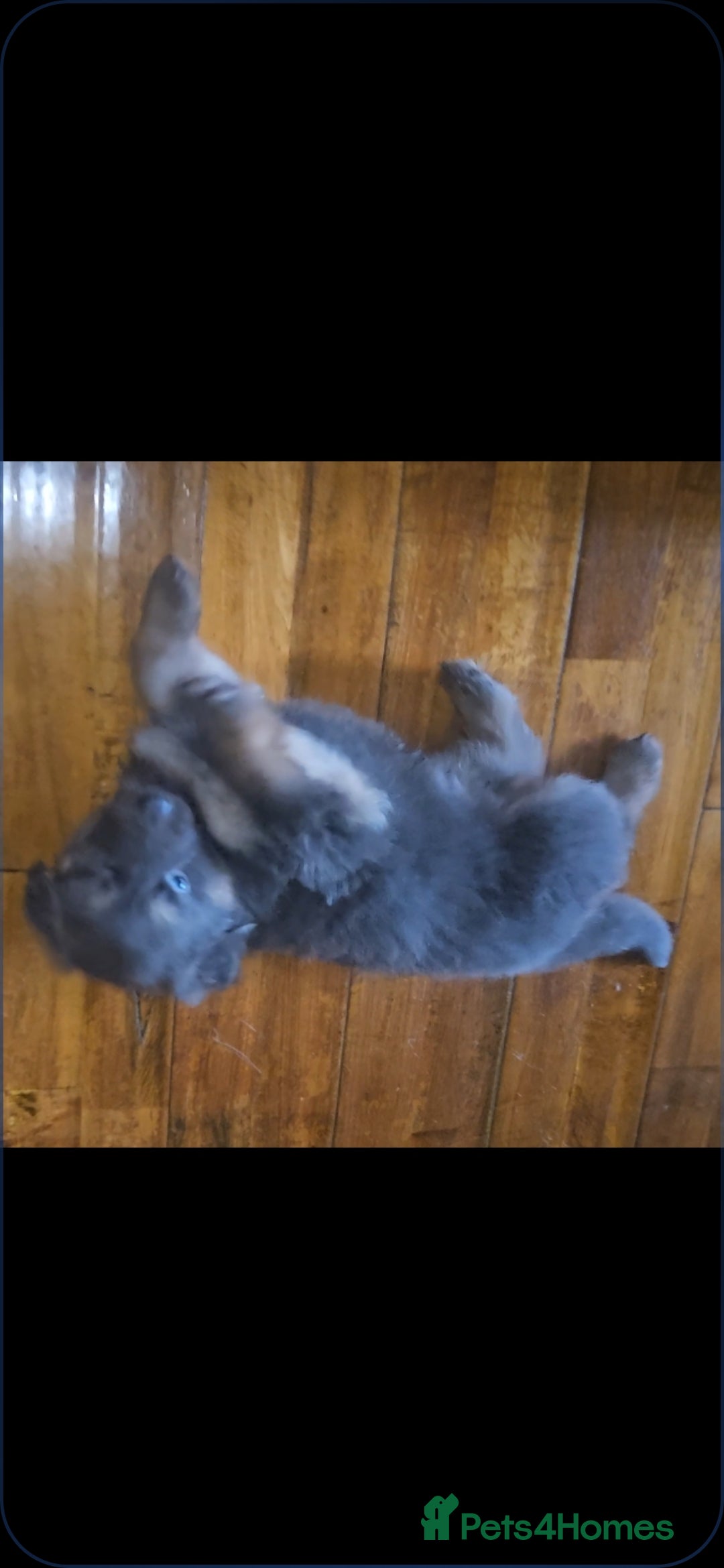 German Shepherd dogs for stud: German shepherd  - Image 12