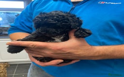 Toy Poodle dogs for sale: PEDIGREE TOY POODLES PRA CLEAR  - Advert 24