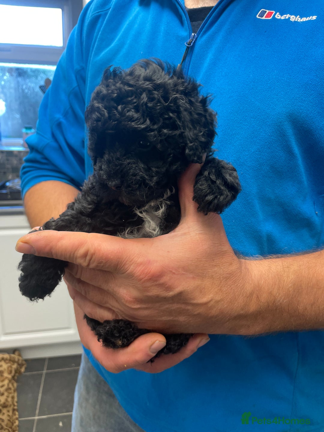 Toy Poodle dogs for sale: PEDIGREE TOY POODLES PRA CLEAR  - Advert 24