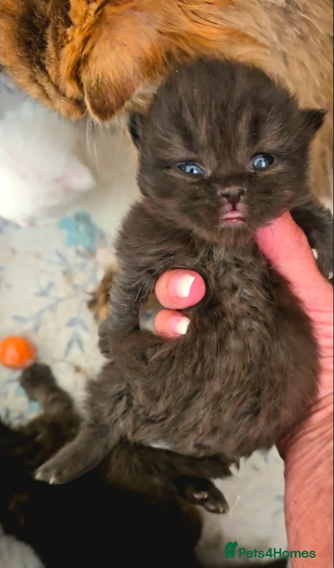 Munchkin cats for sale: 'Rughugger'Minuet kittens - Advert 2