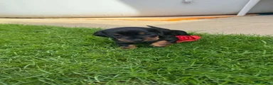 Miniature Dachshund 5