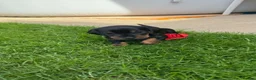 Miniature Dachshund dogs for sale: Miniature short haired Dachshund Puppy’s - Advert 12