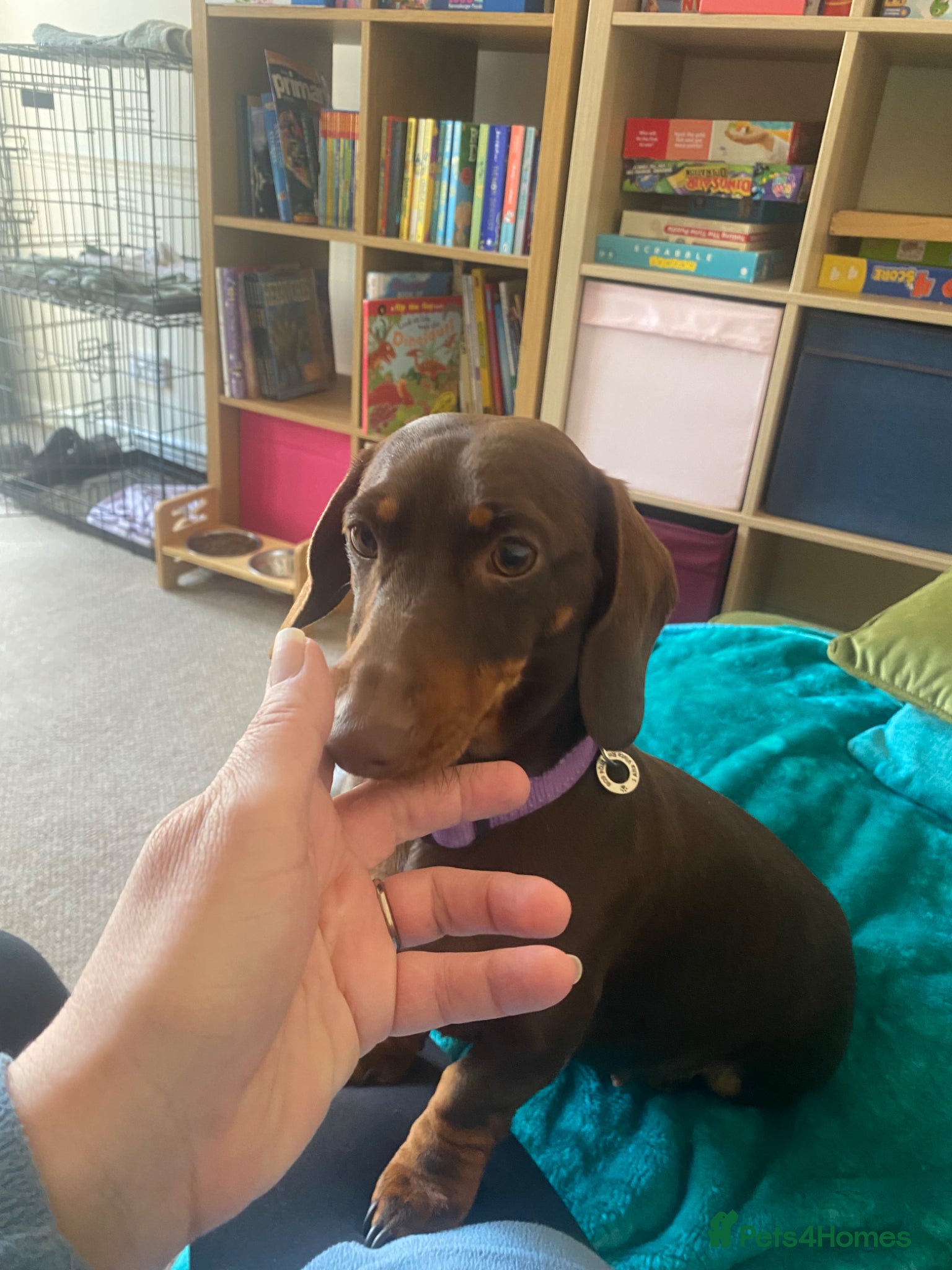 Miniature Dachshund dogs Waiting List  - Advert 11