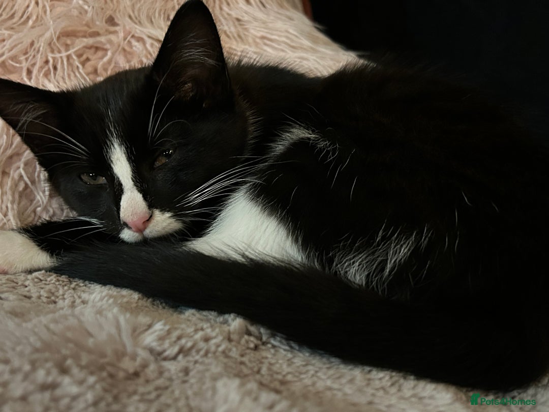 Mixed Breed cats for sale: Gorgeous, playful little kittens - Advert 2