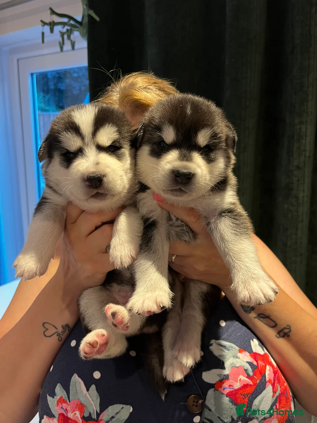 Mixed Breed dogs for sale: 3/4 husky puppies  - Advert 2