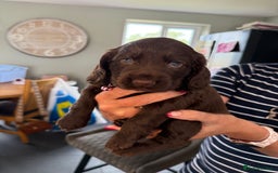 Cocker Spaniel dogs for sale: Cocker spaniel puppies for sale  - Image 4