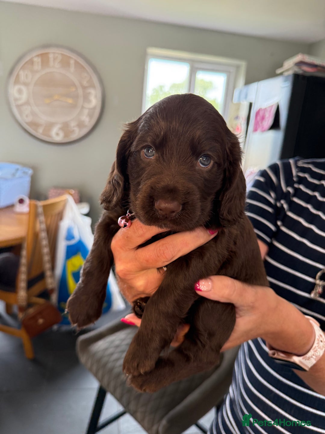 Cocker Spaniel dogs for sale: Cocker spaniel puppies for sale  - Image 4