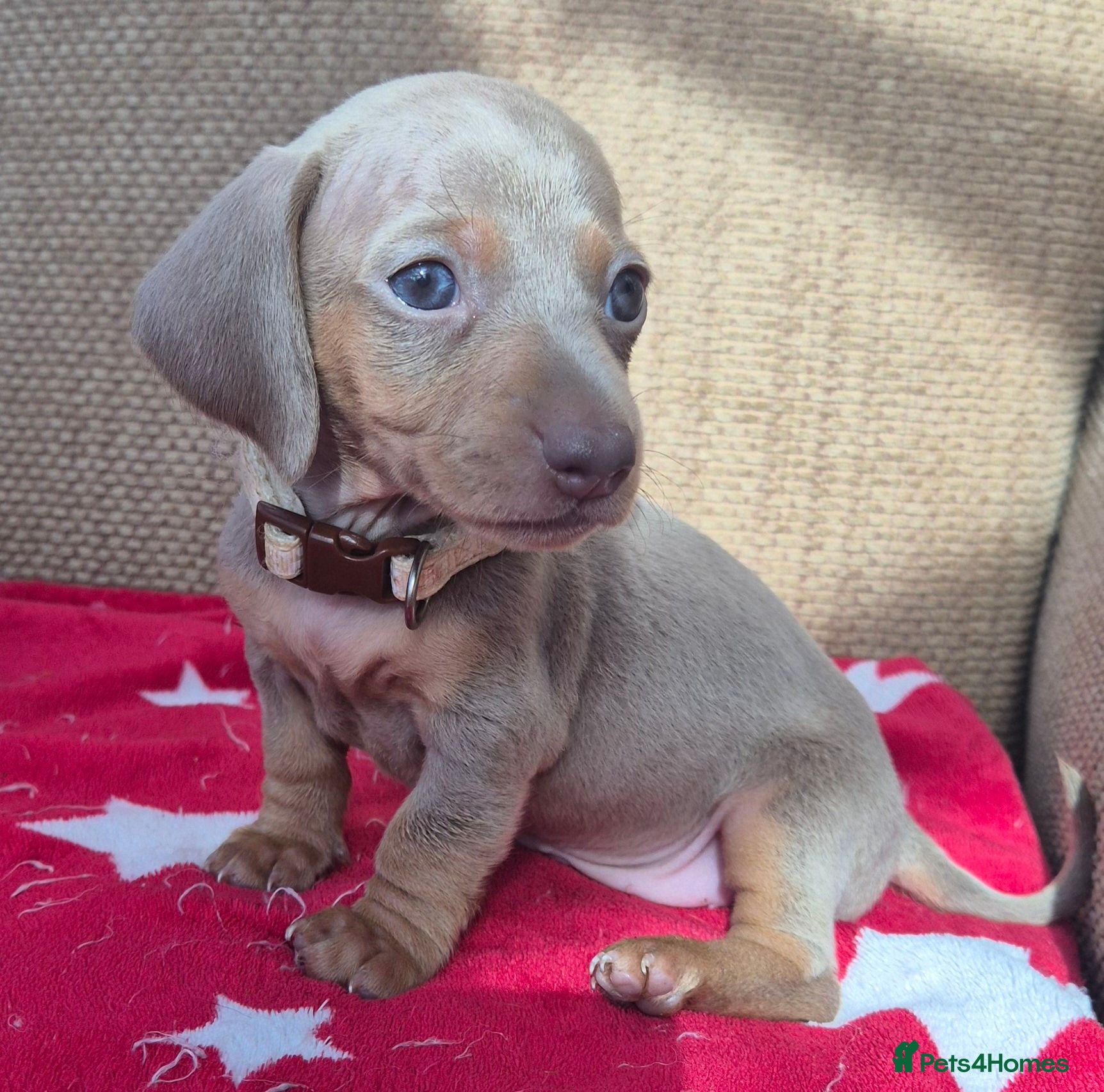 Miniature Dachshund dogs Miniature Dachshunds unusual colour ready 2nd Sept - Advert 17