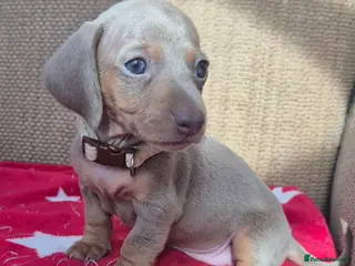 Miniature Dachshund dogs Miniature Dachshunds unusual colour ready 2nd Sept - Advert 6