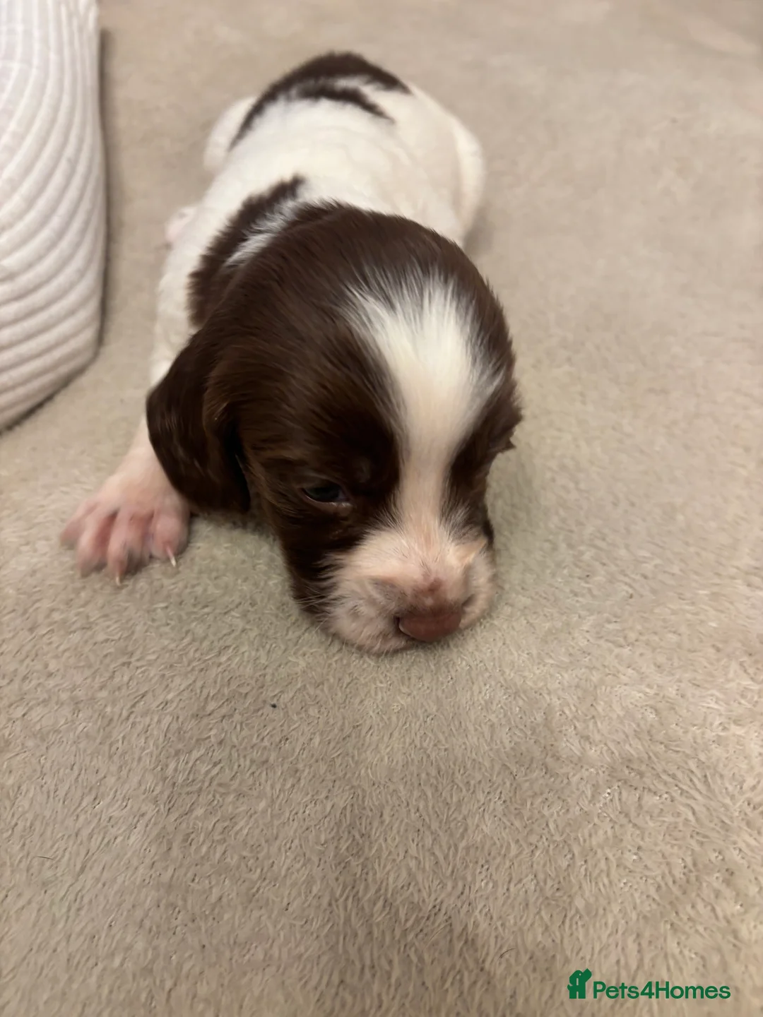 English Springer Spaniel dogs for sale: English springer spaniel puppies - Advert 29