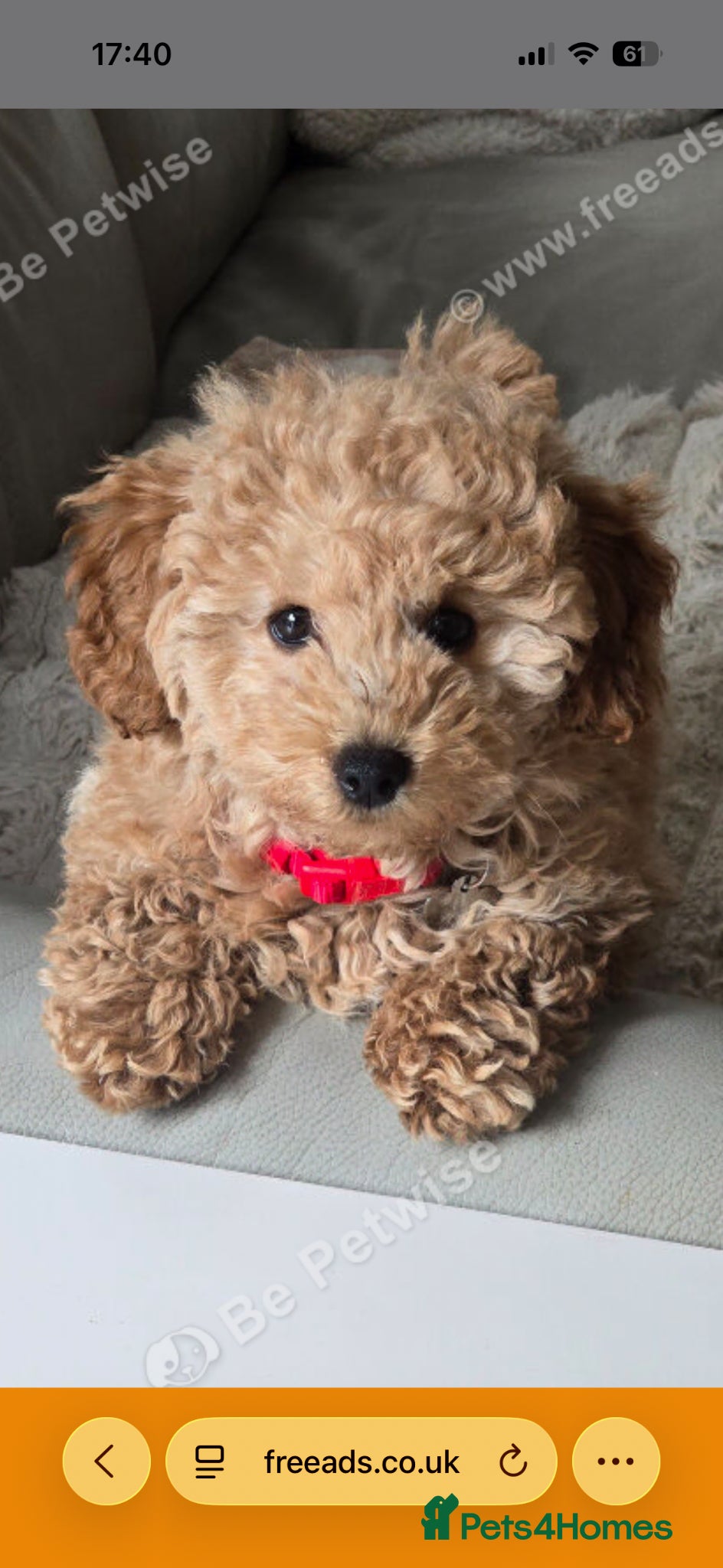 Mixed Breed dogs Adorable Toy Poodle Puppy - Loving home needed - Advert 6