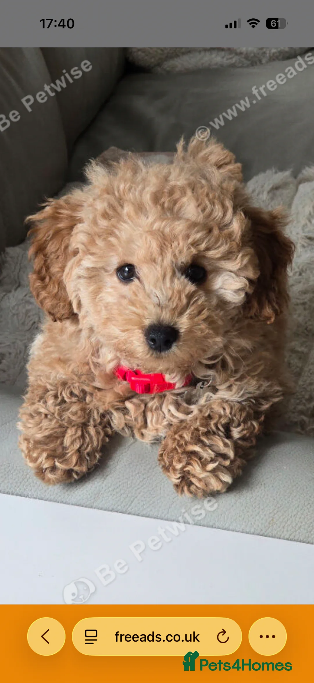Mixed Breed dogs for sale: Adorable Toy Poodle Puppy - Loving home needed - Advert 1