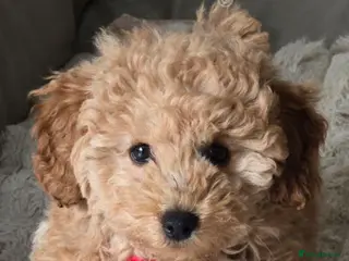 Mixed Breed dogs Adorable Toy Poodle Puppy - Loving home needed - Advert 6