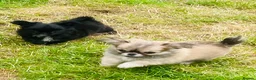 Chihuahua dogs for sale: Kc Russian Thai chihuahuas  in Ellesmere Port - Advert 8