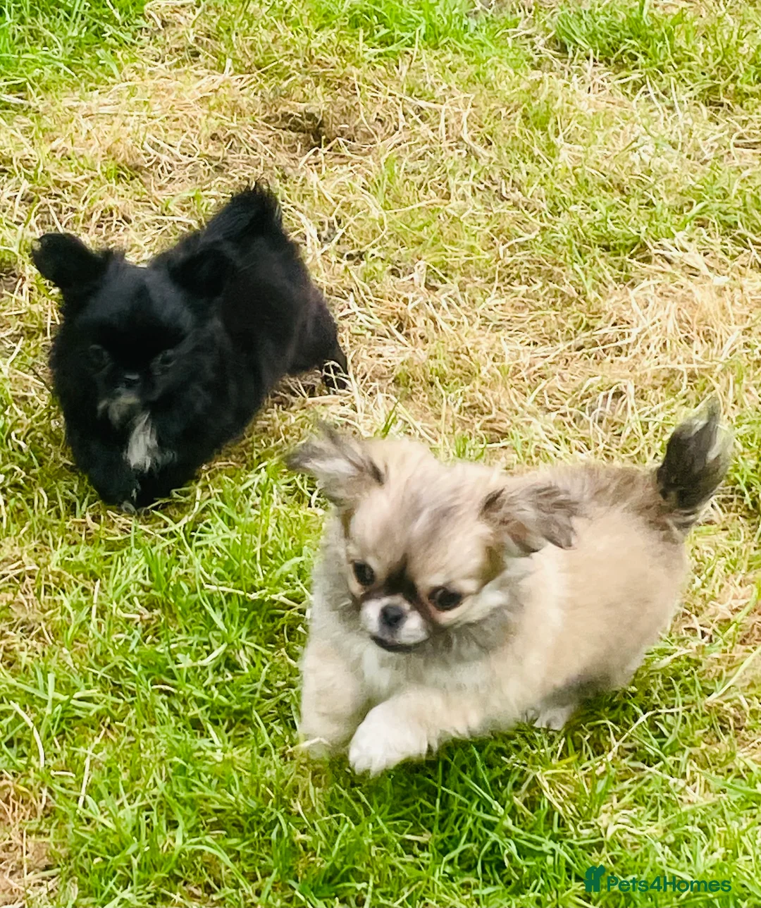 Chihuahua dogs for sale: Kc Russian Thai chihuahuas  in Ellesmere Port - Advert 8