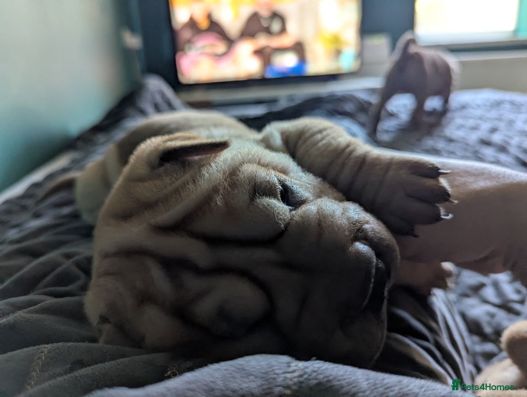 Shar Pei dogs for sale: One stunning female shar-pei left. - Image 4
