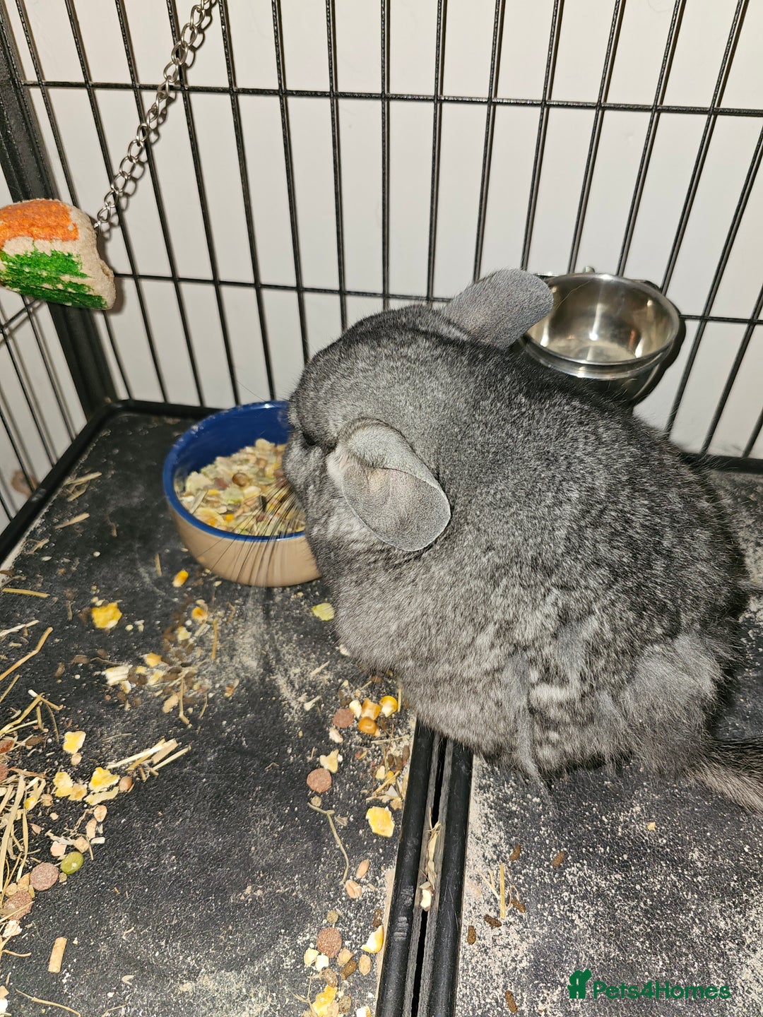 Chinchilla rodents for sale: Chinchilla  - Advert 1