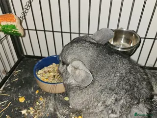 Chinchilla rodents Chinchilla - Advert 17