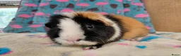Guinea Pig rodents for sale: Young Adult Teddy Sow/Retired Young Adults  - Advert 10