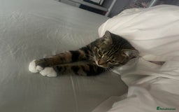Domestic Shorthair cats for sale: Last Kitten :( - Image 1