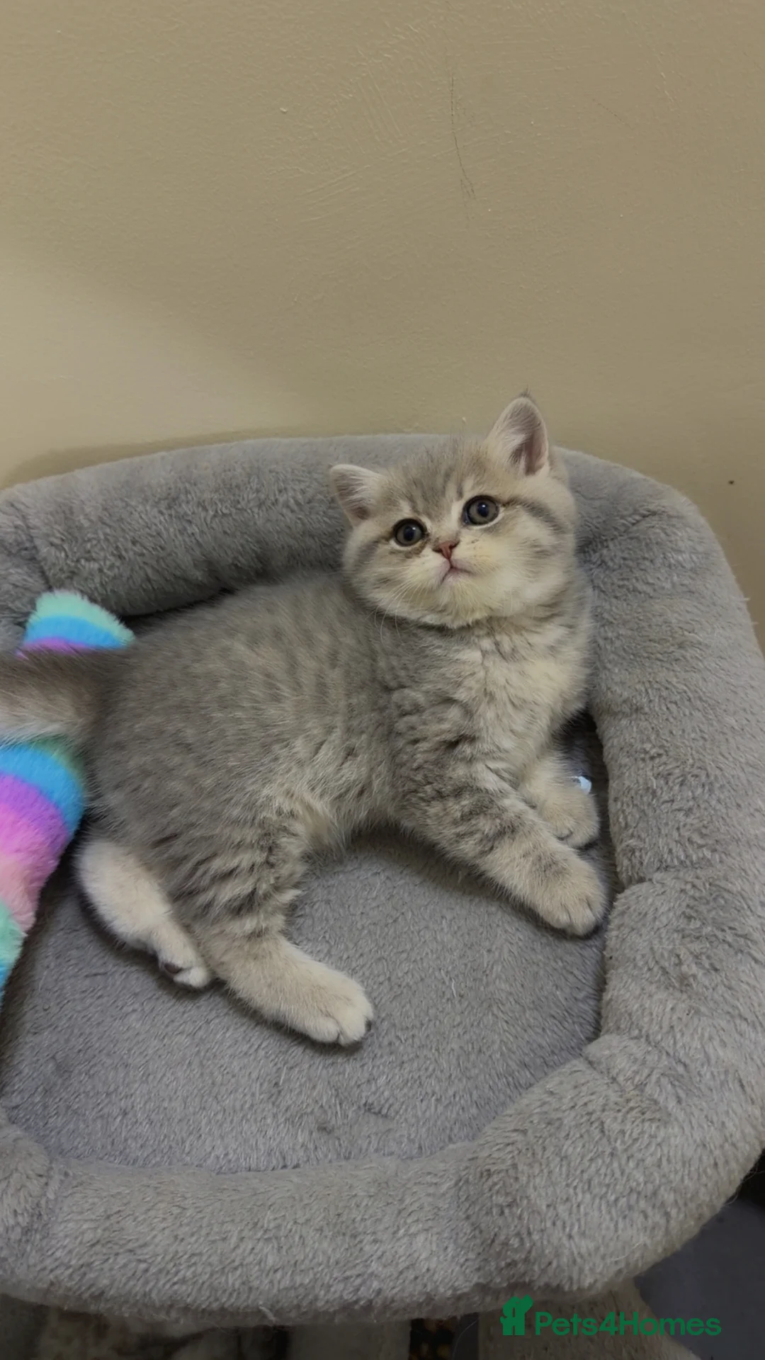 British Shorthair cats for sale: Beautiful British shorthair  - Advert 15