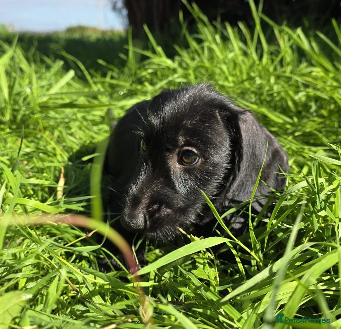 Mixed Breed dogs Gorgeous cheeky dachshund x quarter yorkie pups  - Advert 2