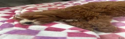 Cavapoo dogs for sale: Cavapoo girl for sale in Liverpool - Advert 3