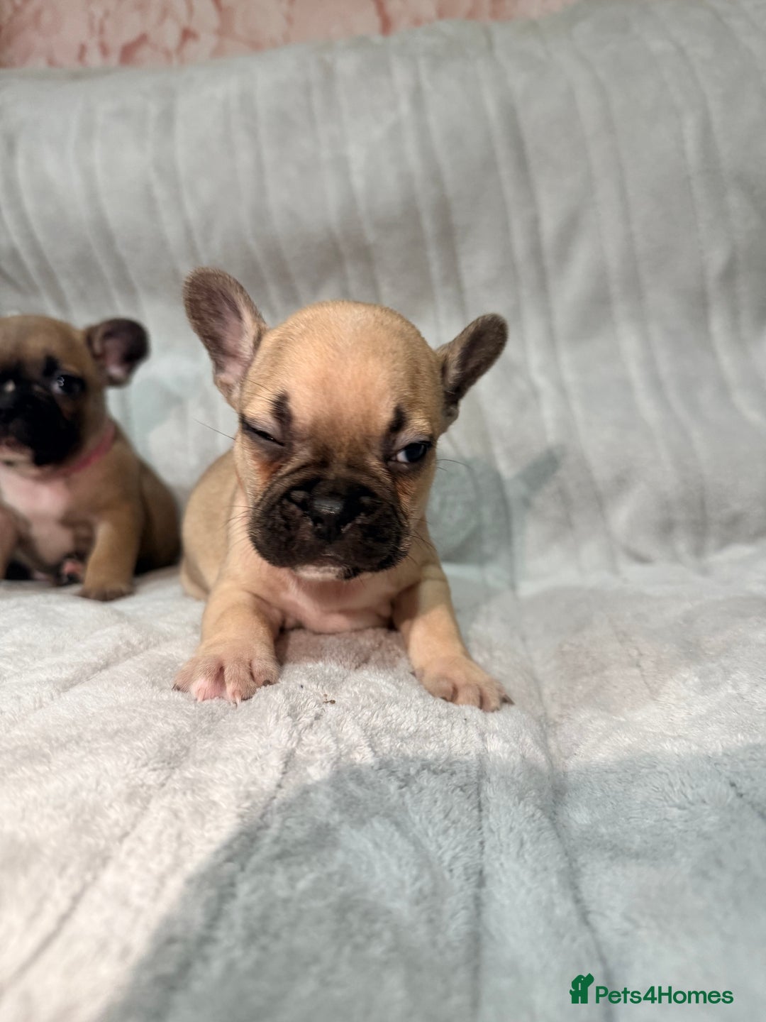 French Bulldog dogs for sale: Pedigree Mum Frenchy Pups-Gorgeous and ready soon! - Advert 19