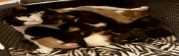 Mixed Breed cats for sale: The Most Adorable Kittens - Advert 1