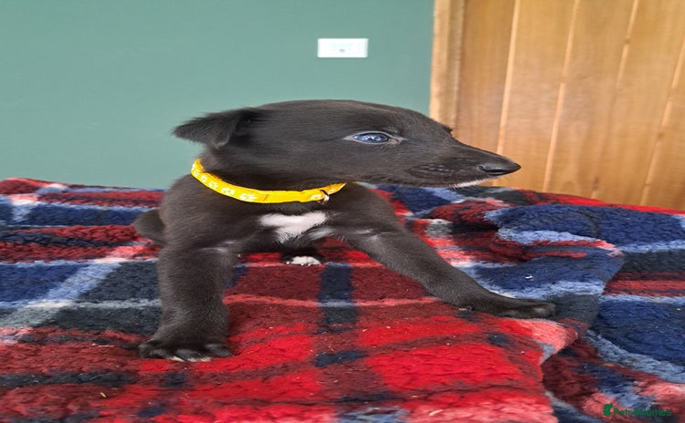 Greyhound dogs - Advert 1