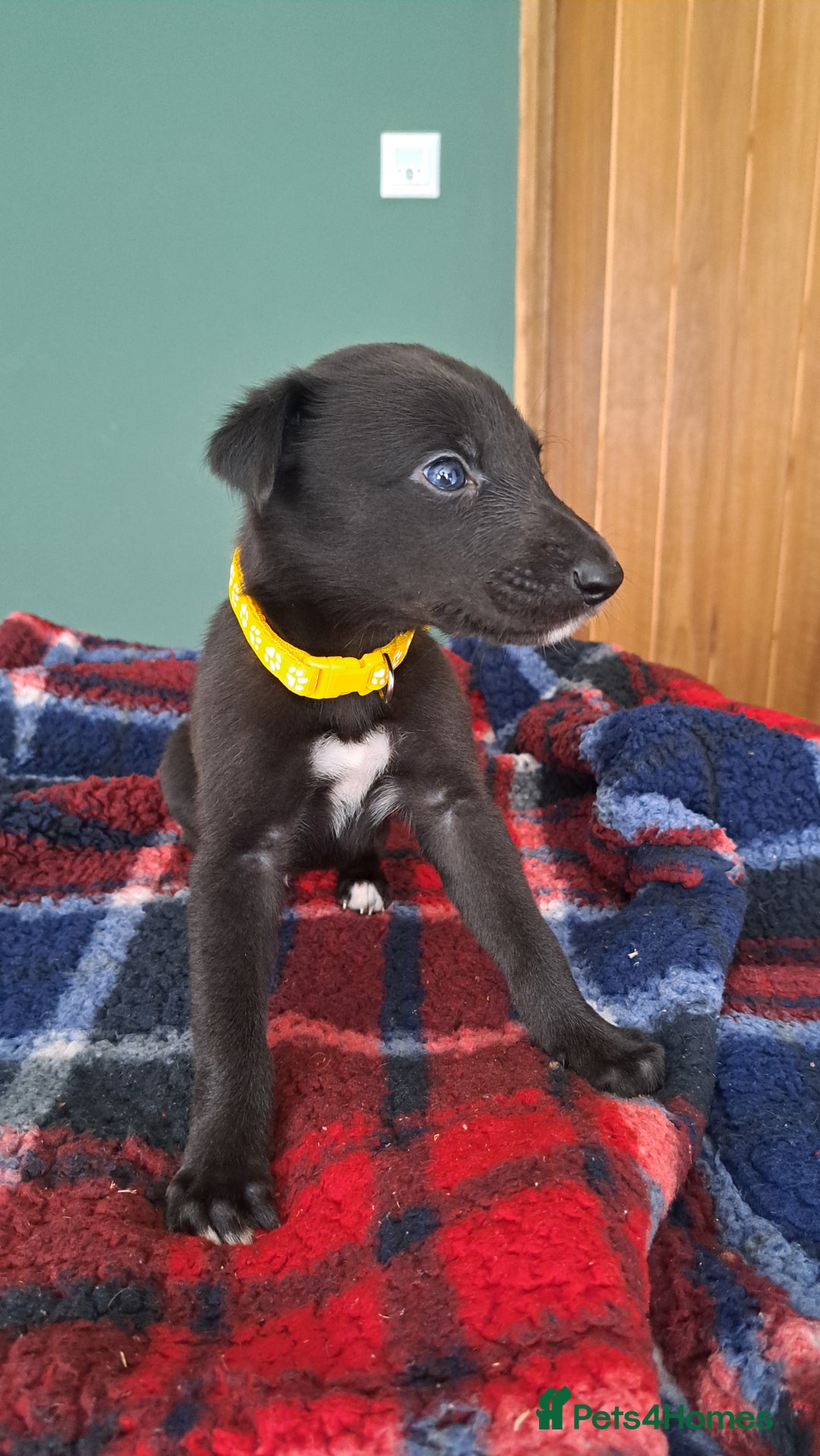 Greyhound dogs for sale: Irish Greyound Puppies  - Image 1