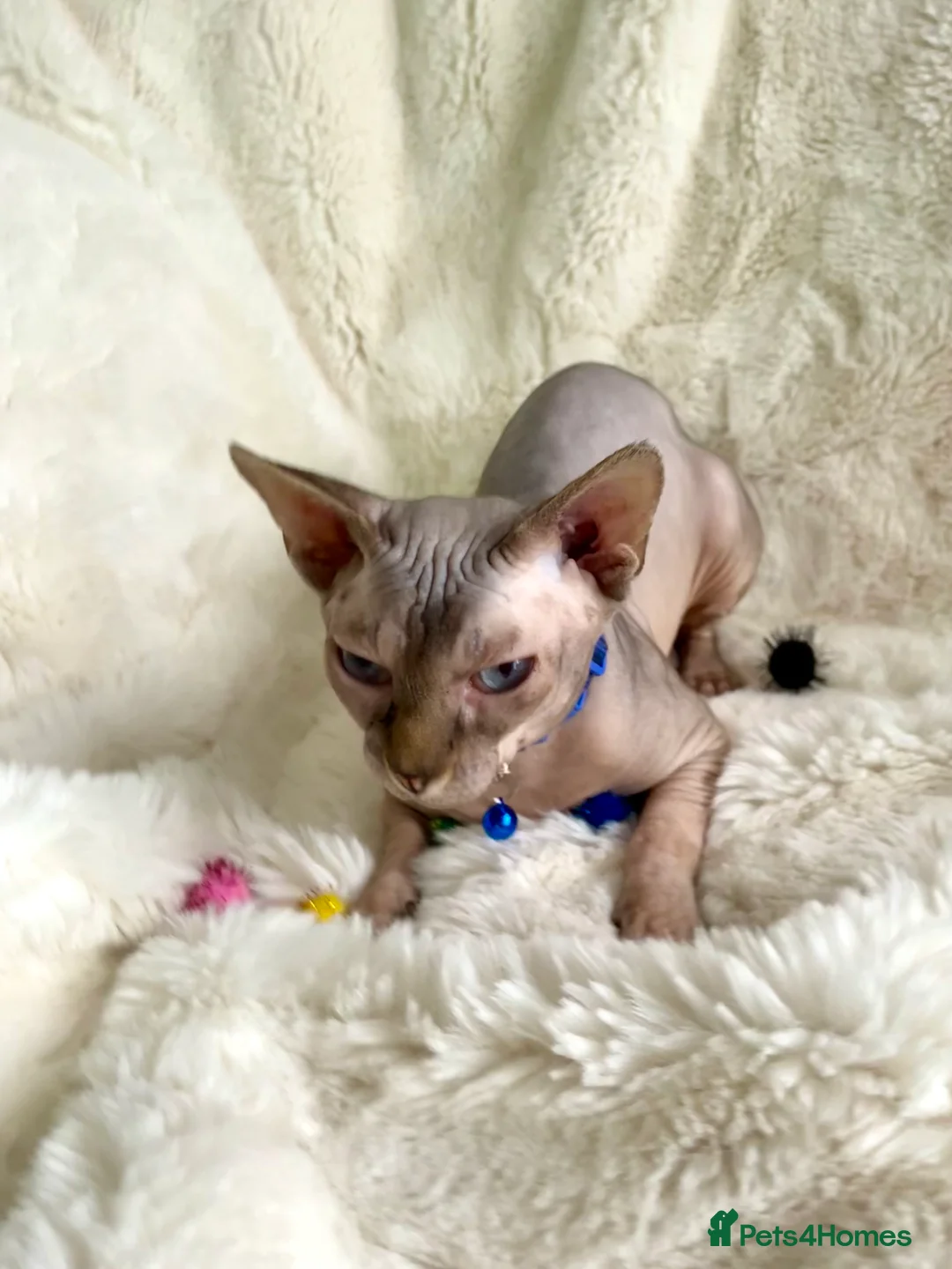 Sphynx cats for sale: Handsome and loving Canadian Sphynx Boy  - Advert 2