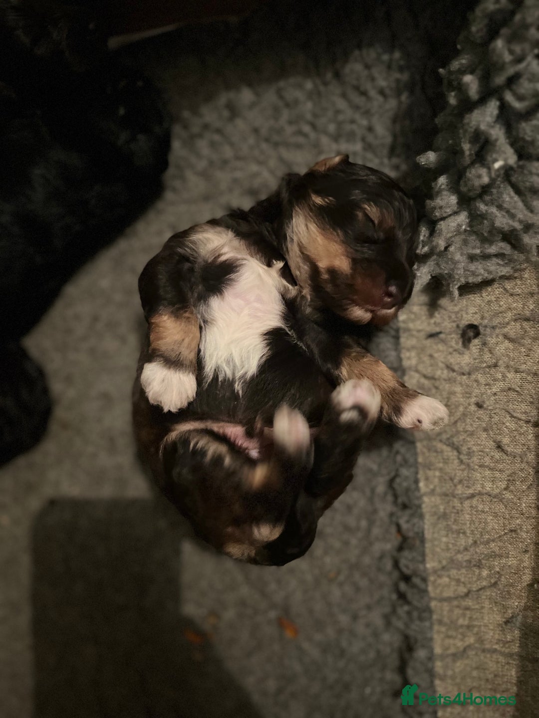 Toy Poodle dogs for stud: K.C Chocolate ToyPoodle at Stud in Coventry - Advert 17