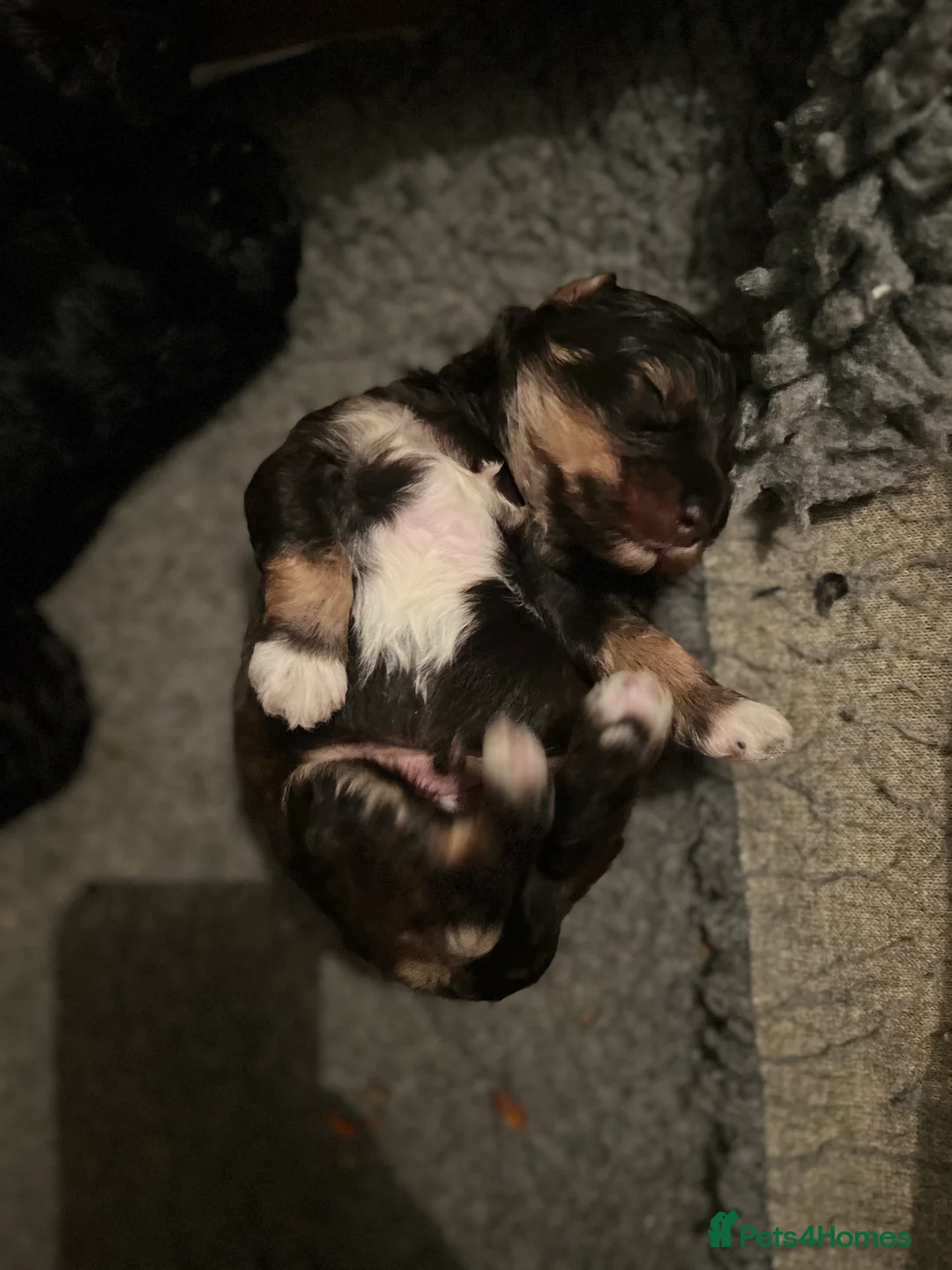 Toy Poodle dogs for stud: K.C Chocolate ToyPoodle at Stud in Coventry - Advert 17