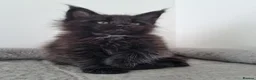 Maine Coon cats for sale: King size Purebred Maine Coon kittens  in Glasgow - Advert 4