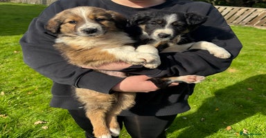 Border Collie dogs - Advert 3