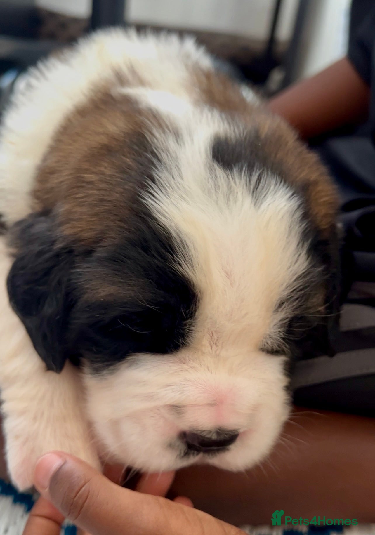 Saint Bernard dogs Beautiful KC registered show quality Puppies.  - Advert 2