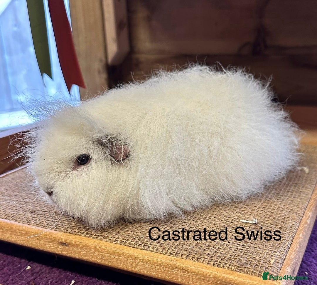 Guinea Pig rodents for sale: Teddy,Swiss and pet guinea pigs - Advert 8
