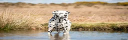 Dalmatian dogs for stud: Health tested, tv and advert star Dalmatian   in Aberdare - Advert 12