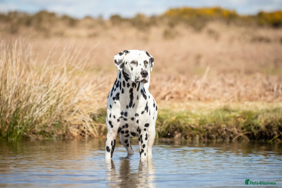 Dalmatian dogs for stud: Health tested, tv and advert star Dalmatian   in Aberdare - Advert 12