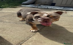 English Bulldog dogs for sale: Lilac English British Bulldog  - Image 4