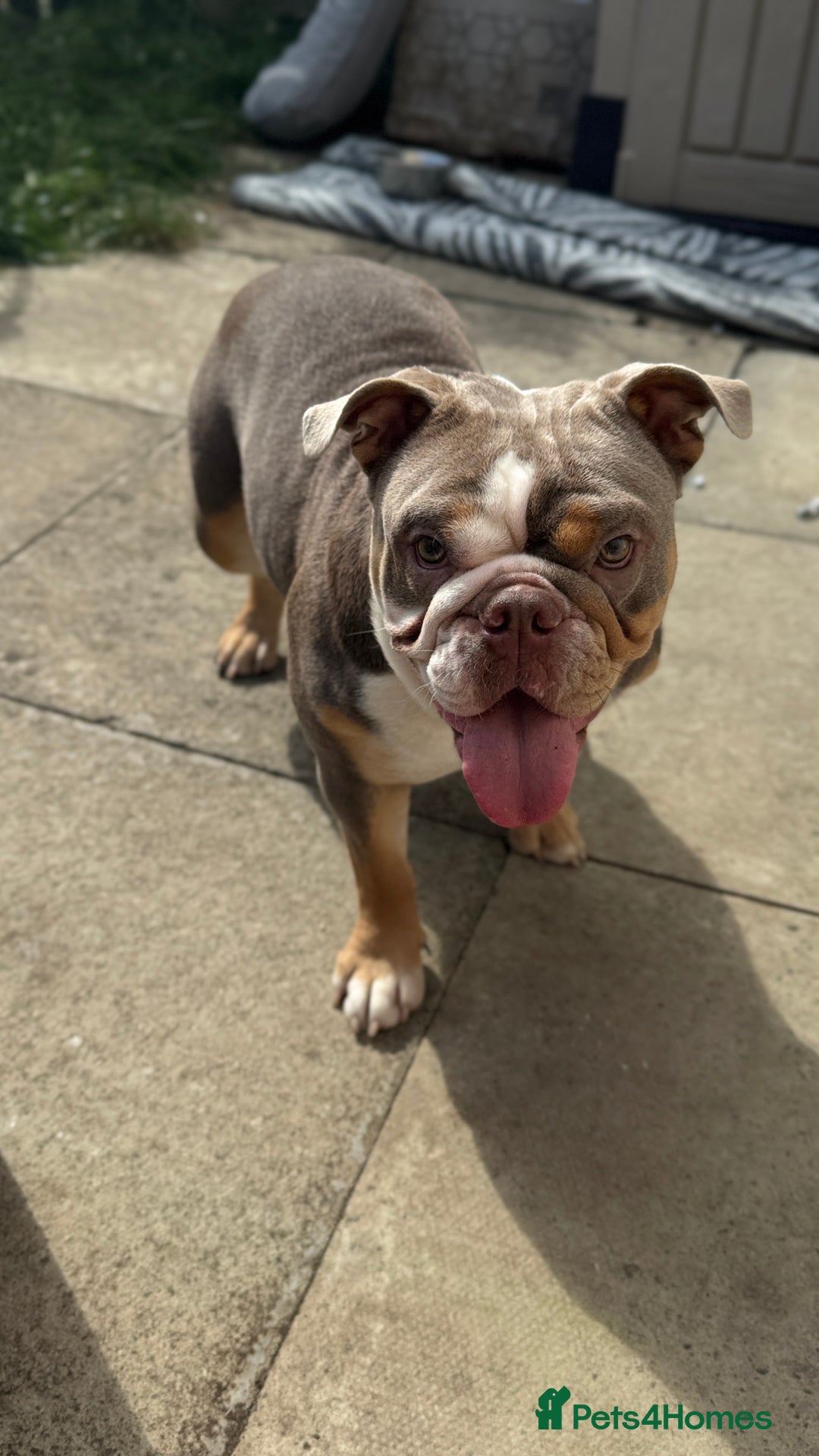 English Bulldog dogs for sale: Lilac English British Bulldog  - Image 4