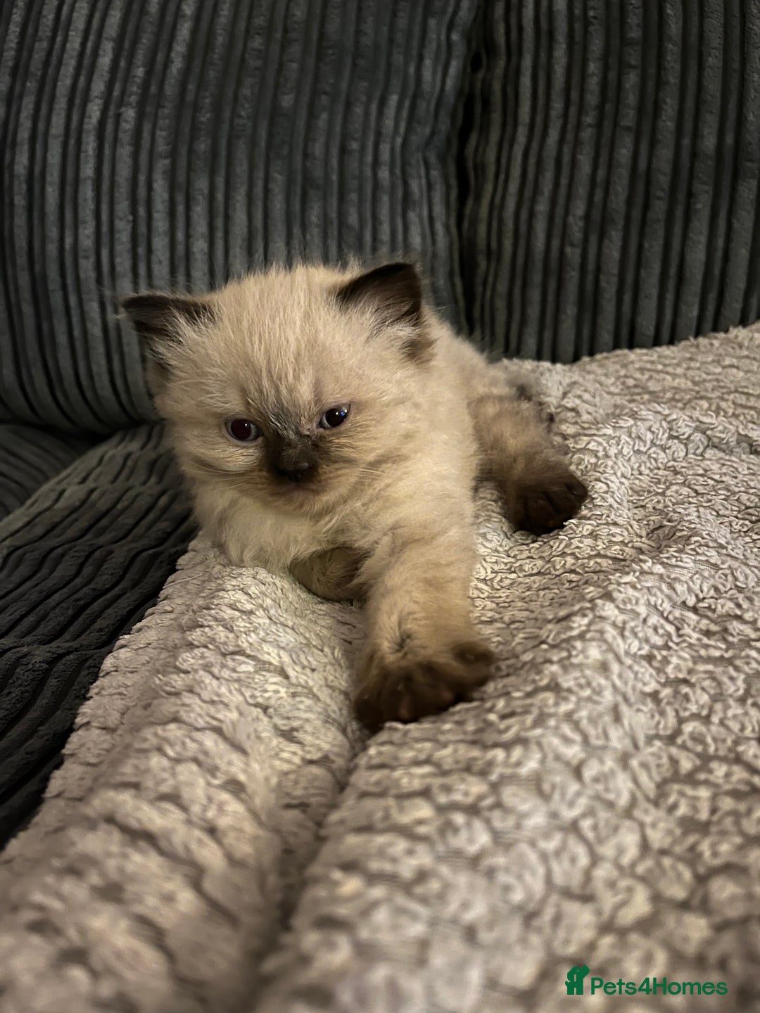 Himalayan cats for sale: Himalayan x chinchilla Persian  - Advert 7