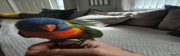 Lorikeets birds for sale: Beautiful hand tamed rainbow lorikeet for sale  in Armagh - Advert 1