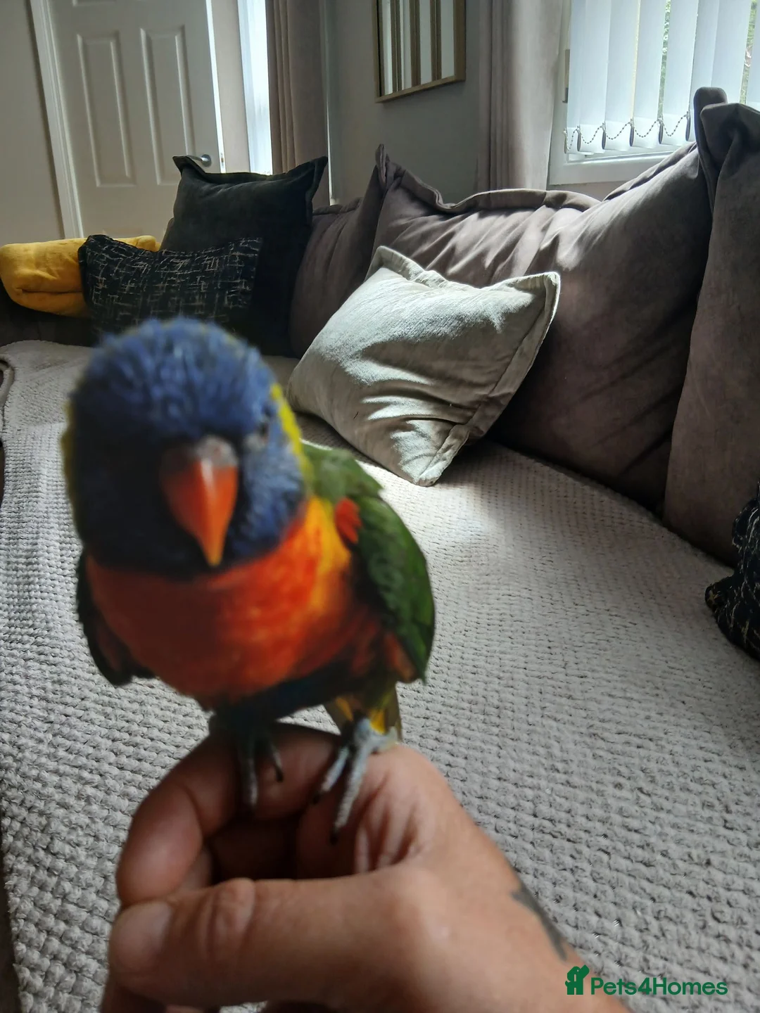 Lorikeets birds for sale: Beautiful hand tamed rainbow lorikeet for sale  in Armagh - Advert 1