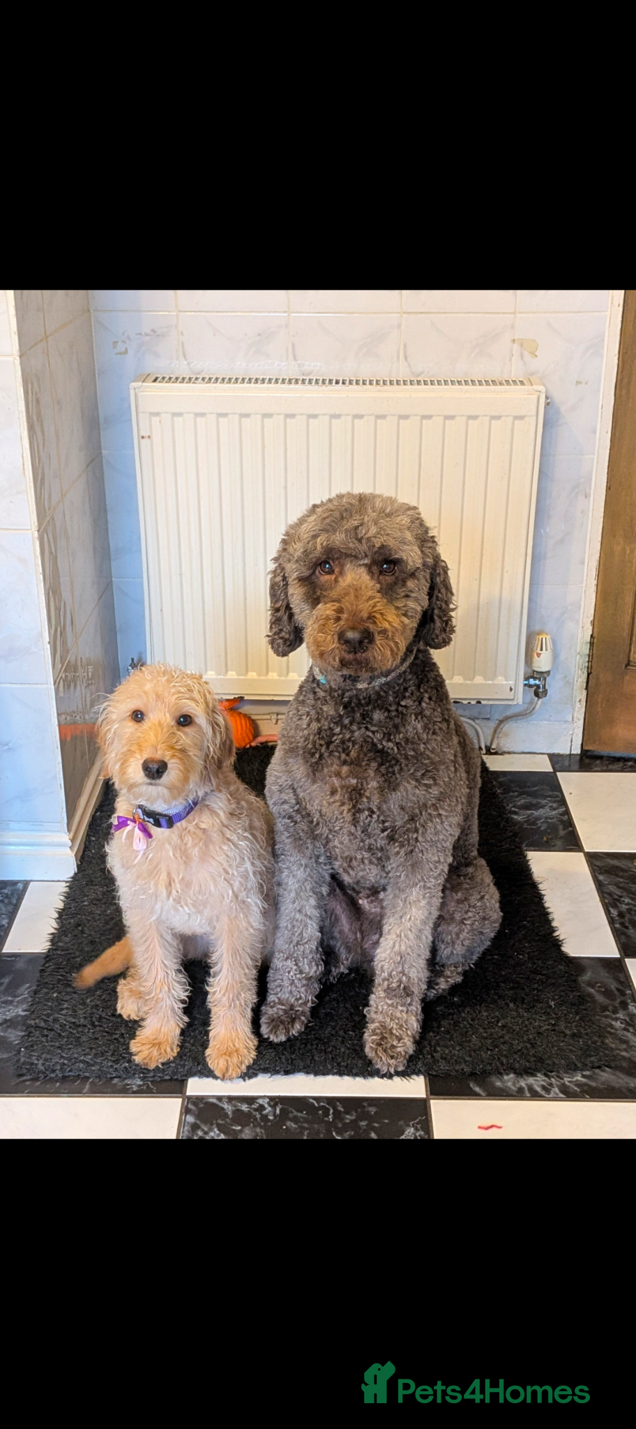 Labradoodle dogs Minture labradoodle  - Advert 1